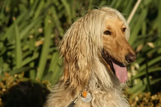 afghan-hound-blond-portrait
