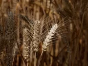 Alta do petróleo e guerra provocam forte alta de grãos e volatilidade
