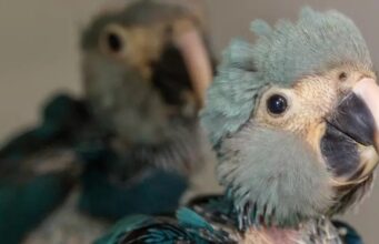 Filhotes de ararinhas-azuis nascem no Brasil após 20 anos de extinção