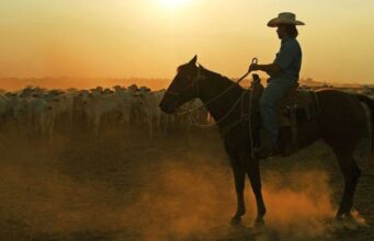 A espécie de árvore que pode compensar emissões da indústria da carne no Brasil
