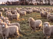 Nova Zelândia quer taxar arroto de ovelhas e gado para conter efeito estufa