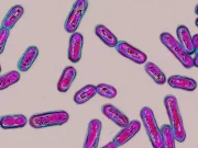 Transplante fecal é recomendado no Reino Unido para tratar infecções intestinais