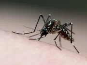 Amazonas tem quatro mortes em investigação por dengue, aponta Ministério da Saúde