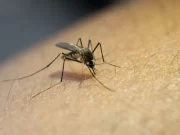 Brasil bate recorde de mortes por dengue; são mais de três milhões de casos