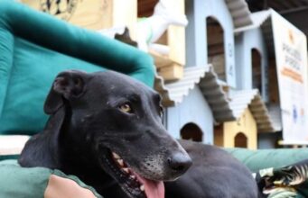 Casinhas para cachorros construídas por detentos do Paraná são doadas para o Rio Grande do Sul