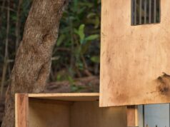 Onça-pintada resgatada no meio do Rio Negro é devolvida à natureza após operação de 24 horas, no Amazonas