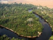 Floresta destruída no AM leva à proibição de uso de fazenda e bloqueio milionário