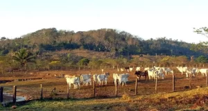 STF mantém lei que limita compra de terras por empresas estrangeiras