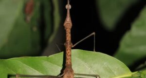 ‘Kamara’ e ‘Mãe da Mata’: toadas do Boi Garantido inspiram nomes de novas espécies de gafanhoto descobertas por pesquisadora no Amazonas