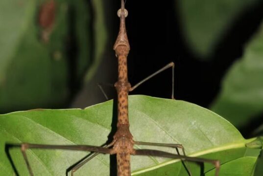 ‘Kamara’ e ‘Mãe da Mata’: toadas do Boi Garantido inspiram nomes de novas espécies de gafanhoto descobertas por pesquisadora no Amazonas