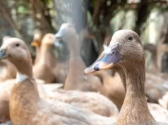 Entidades defendem projeto que proíbe alimentação forçada de animais