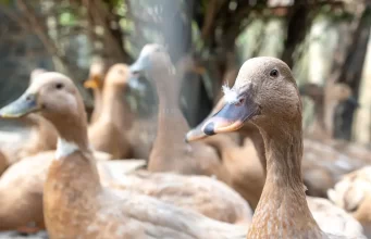 Entidades defendem projeto que proíbe alimentação forçada de animais