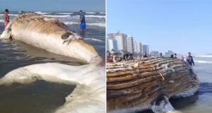 Baleia morta no litoral de SP atrai banhistas; biólogo alerta para doenças e tubarões; VÍDEO