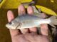 Cientistas identificam taxa recorde de deformações em peixes do ES