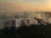 Incêndio florestal atinge trecho da BR-319 e mobiliza bombeiros há três dias