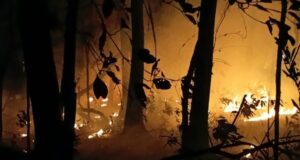 Defensoria do Amazonas aciona PGR e pede novas providências contra queimadas no estado