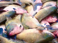 Após tambaqui entrar em lista de espécies ameaçadas, ministro garante que pesca e venda não serão proibidas